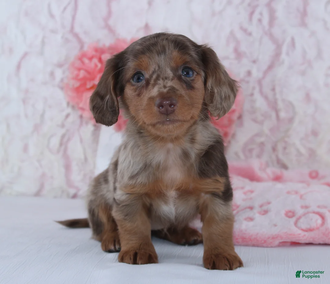 Miniature Dachshund dogs for sale: Brenda - Ad 3