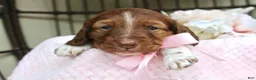 Miniature Dachshund dogs for sale: Betsy - Ad 4