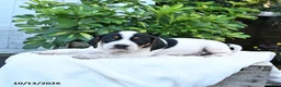 Mixed Breed dogs for sale: Baxter - Ad 4