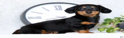 Miniature Dachshund dogs for sale: Willow - Ad 5