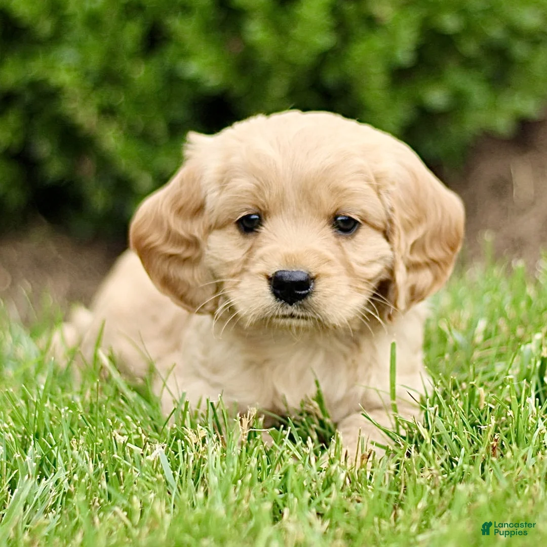 Miniature Golden Retriever dogs for sale: Trevor  - Ad 1