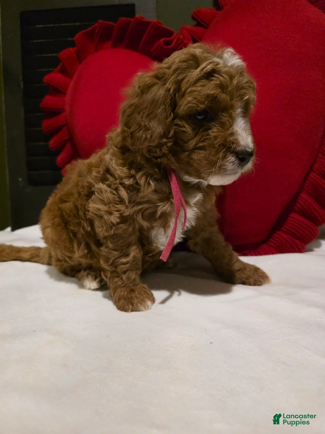 Mini Bernedoodle dogs for sale: Colby  - Ad 4