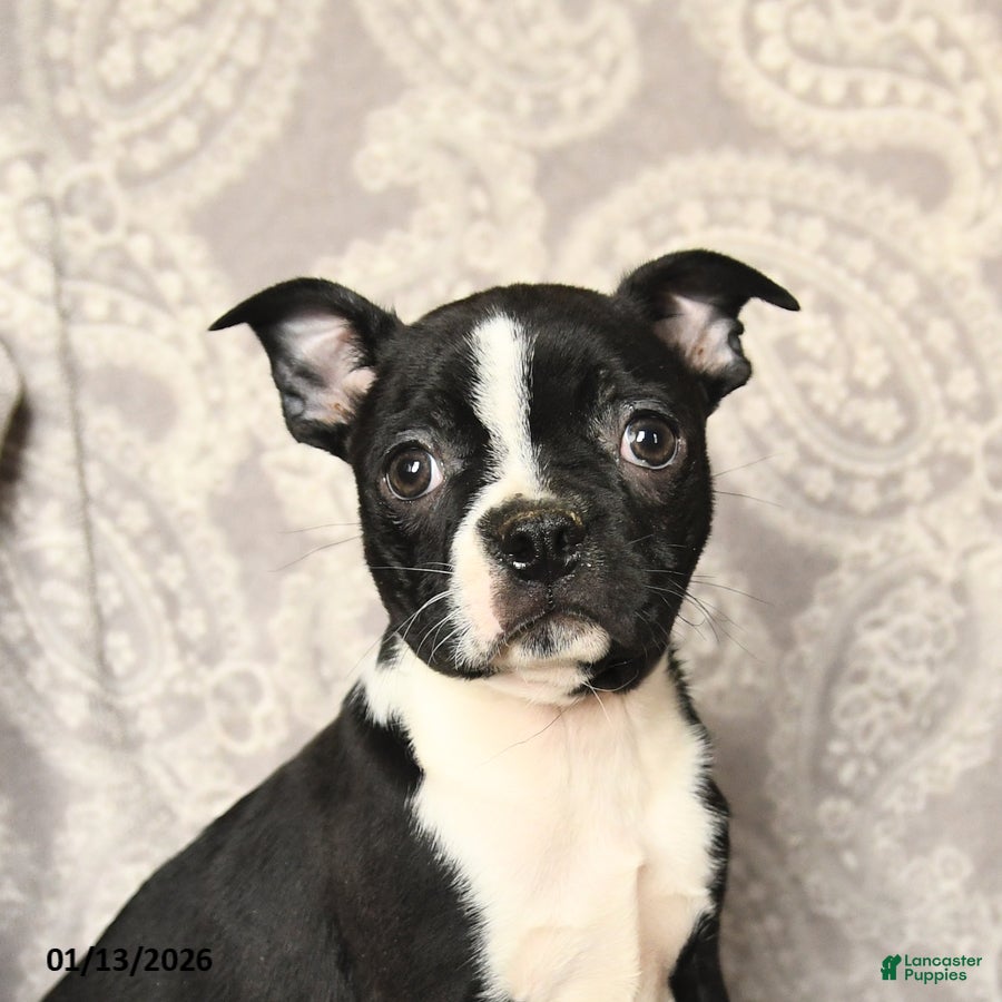 Boston Terrier dogs Joey - Ad 2