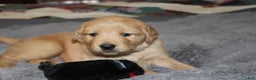 Golden Retriever dogs for sale: Farrah - Ad 5