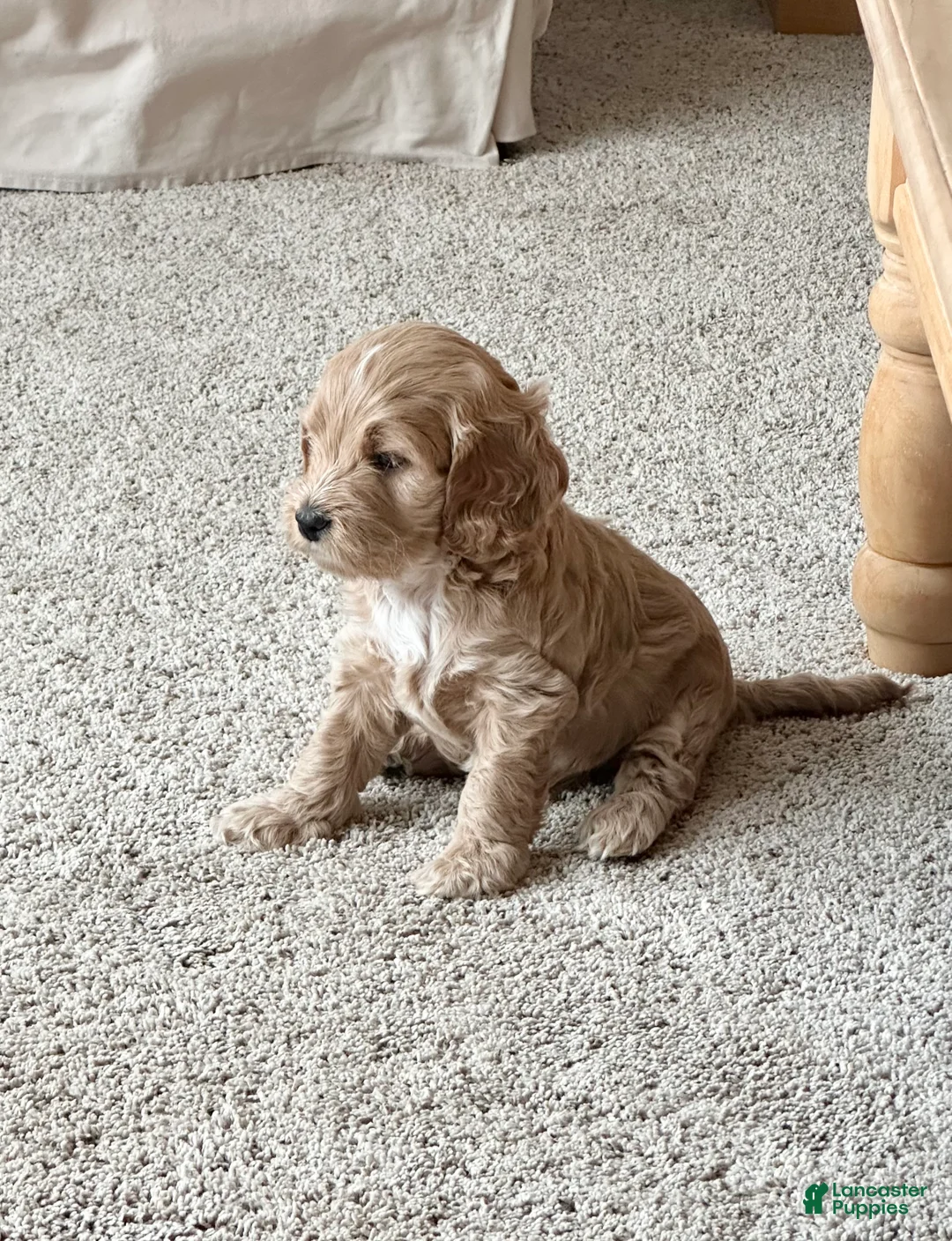 Cockapoo dogs for sale: Bonnie - Ad 3