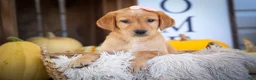 Labrador Retriever dogs for sale: NALA - Ad 5