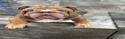 English Bulldog dogs for stud: Tyson  - Ad 5