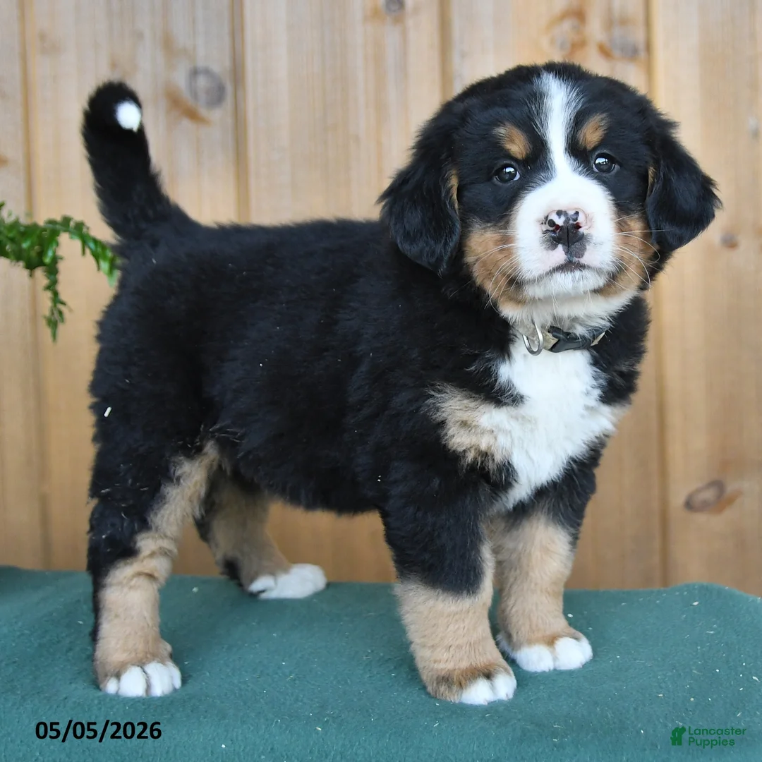 Bernese Mountain Dog dogs for sale: Pearl - Ad 2