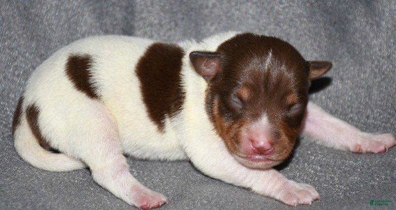 Rat Terrier dogs Santa Clara - Ad 8