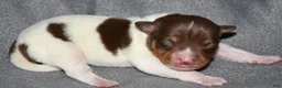 Rat Terrier dogs for sale: Santa Clara - Ad 1