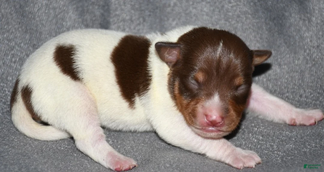 Rat Terrier dogs for sale: Santa Clara - Ad 1