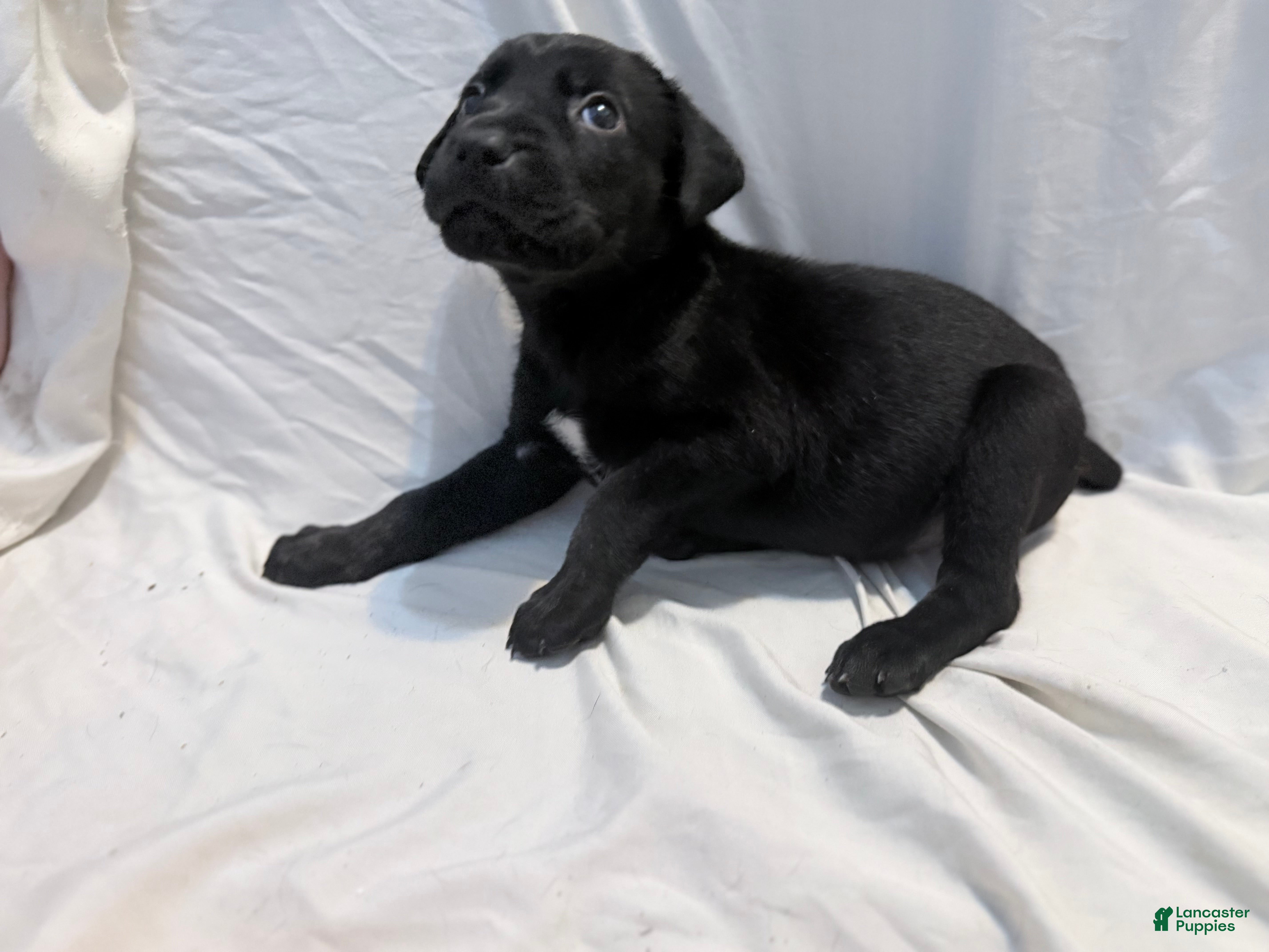 Cane Corso dogs Dean AKC green collar - Ad 3