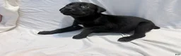 Cane Corso dogs for sale: Dean AKC green collar - Ad 18