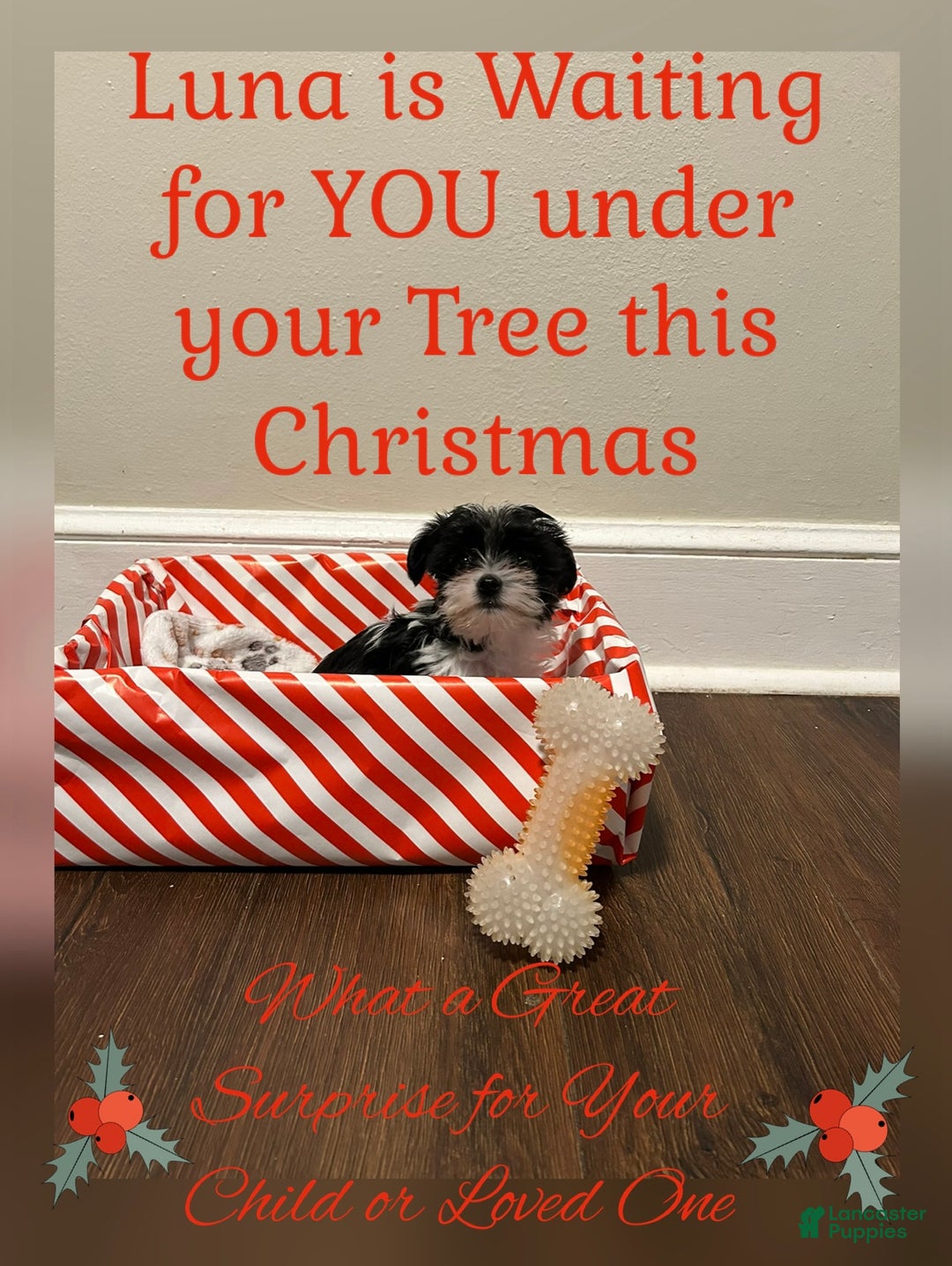 Yorkiepoo dogs for sale: TOY Size Luna - Ad 3