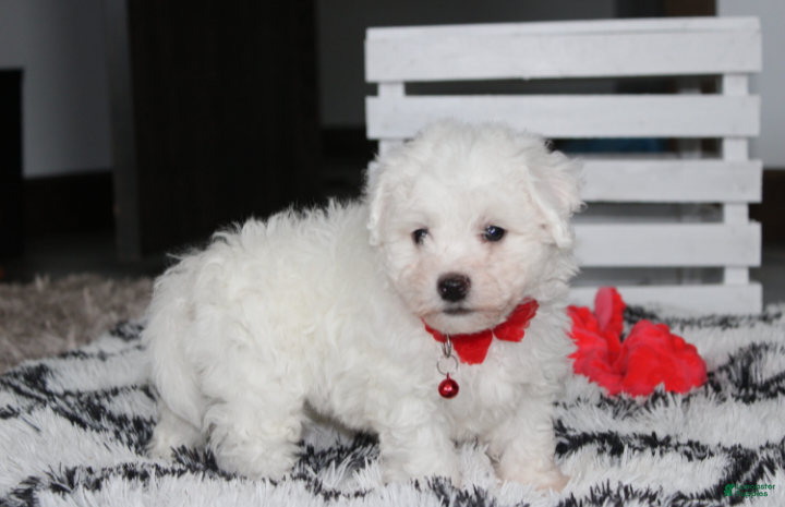 Bichon Frise dogs Kayson  - Ad 1