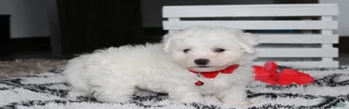 Kayson 