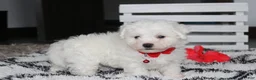Bichon Frise dogs for sale: Kayson  - Ad 1