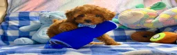 Toy Poodle dogs for sale: Romeo - Ad 3
