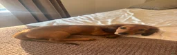 Miniature Dachshund dogs for sale: Miniature Dachshund 1 - Ad 1