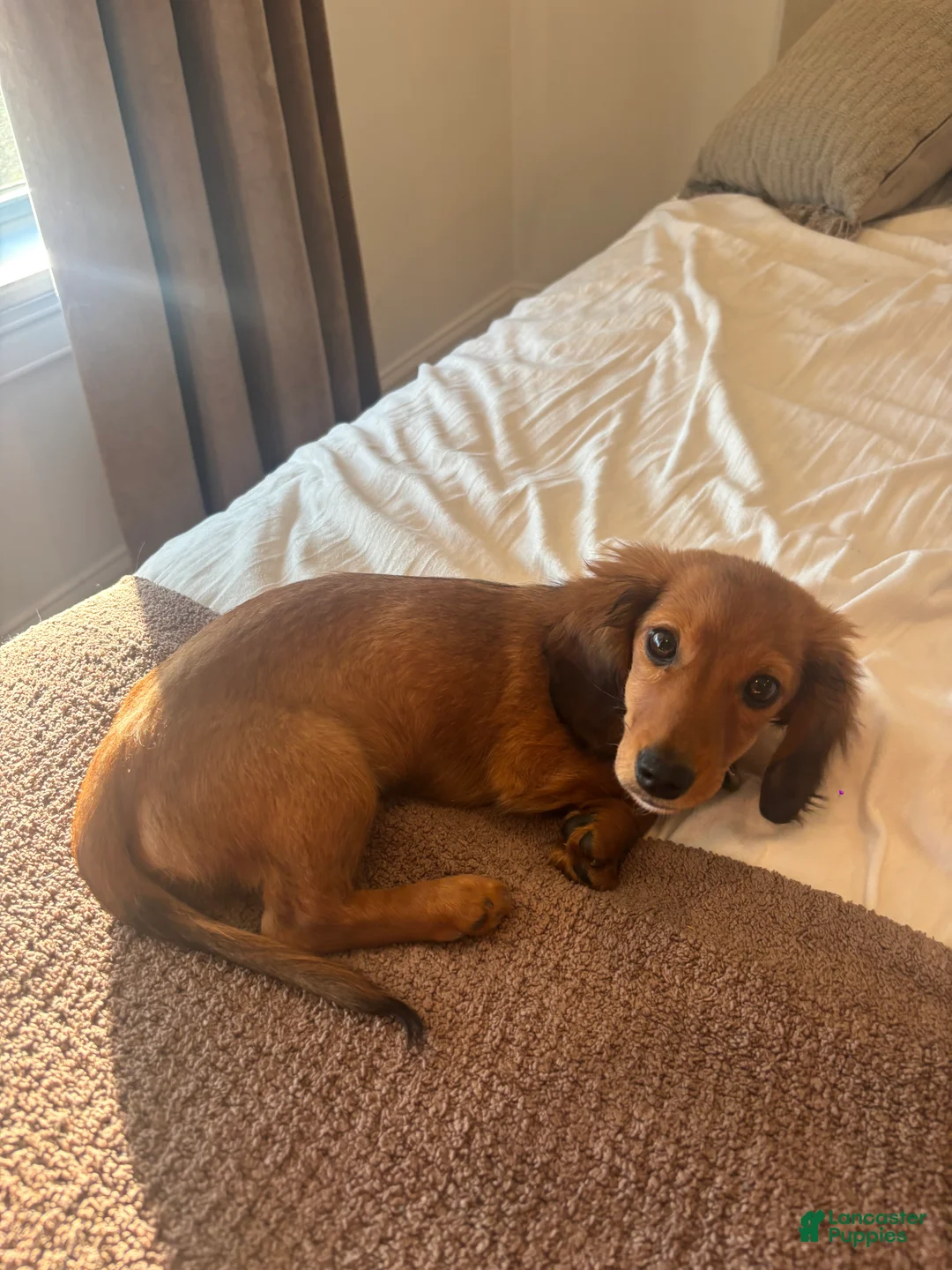 Miniature Dachshund dogs for sale: Miniature Dachshund 1 - Ad 1