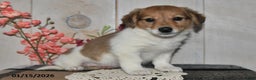 Mixed Breed dogs for sale: Julie - Ad 3