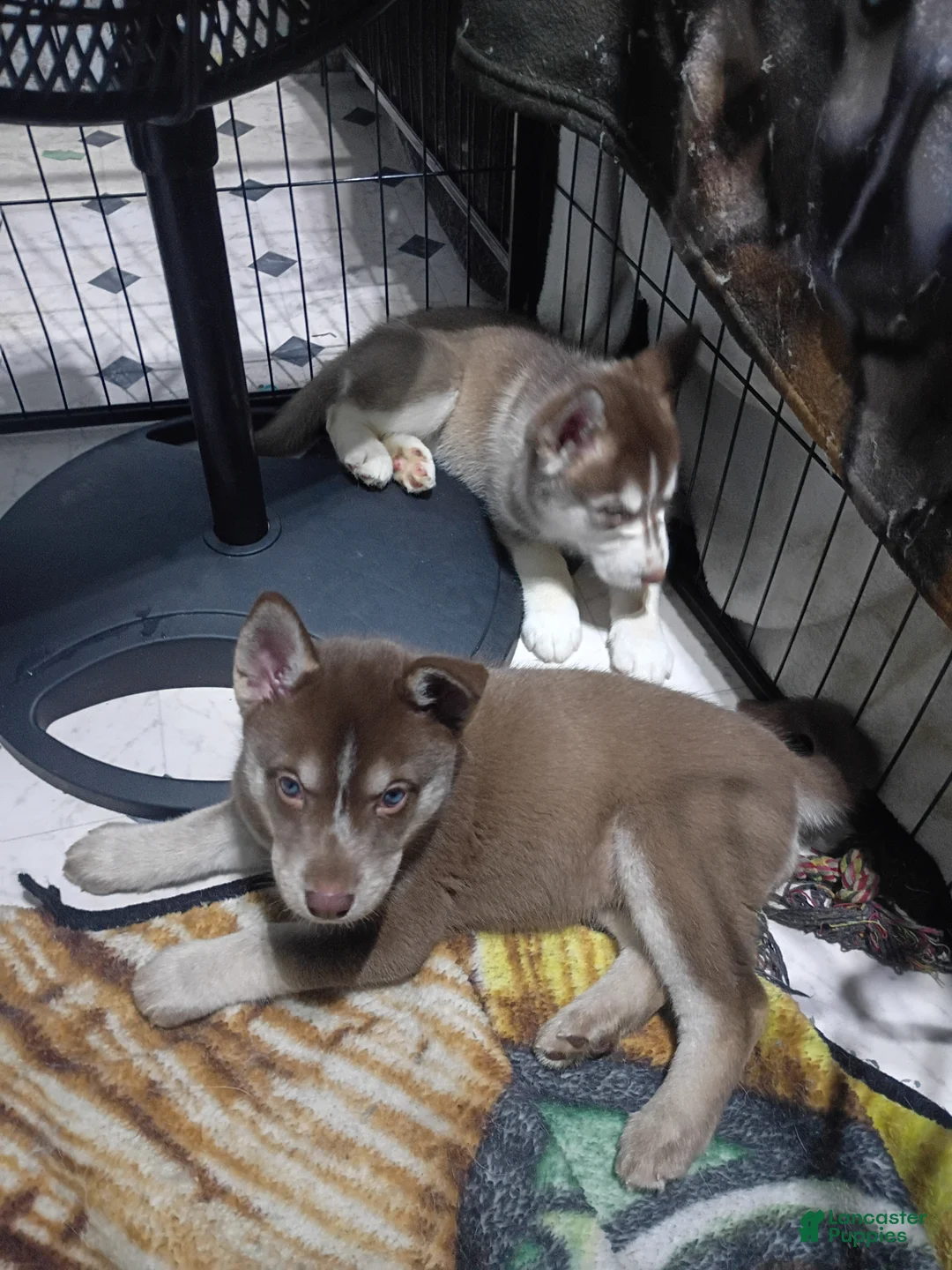 Siberian Husky dogs for sale: Red Collar 4th Born - Temp Name is Ruby - Ad 2