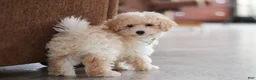 Maltipoo dogs for sale: Bodie - Ad 7