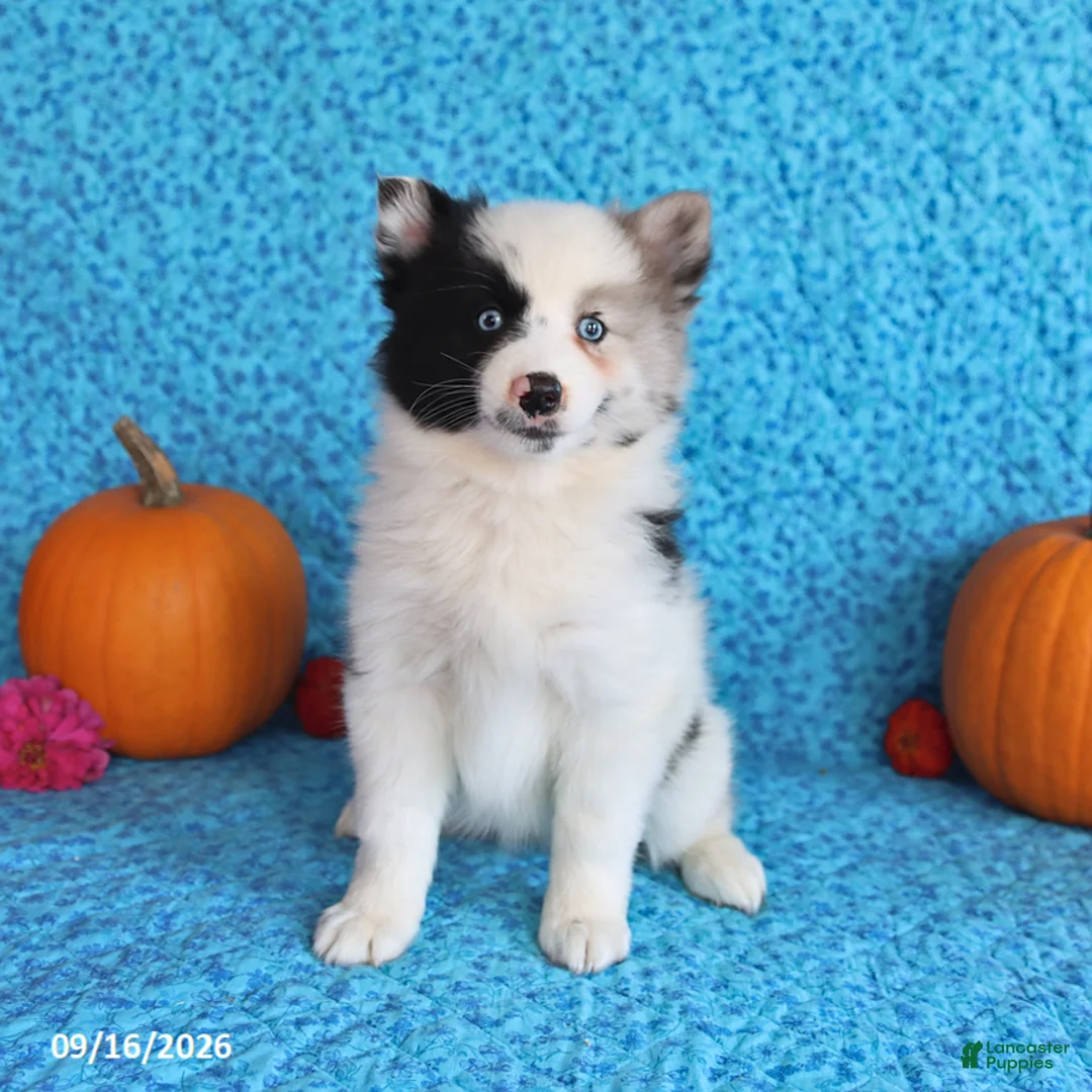 Pomsky dogs for sale: Rose  - Ad 1