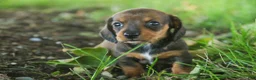 Miniature Dachshund dogs for sale: Joyce Miniature Dachshund  - Ad 2