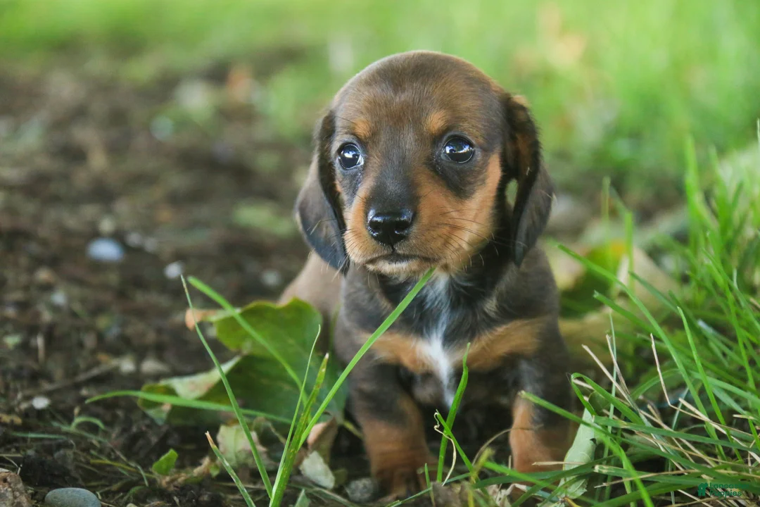 Miniature Dachshund dogs for sale: Joyce Miniature Dachshund  - Ad 2