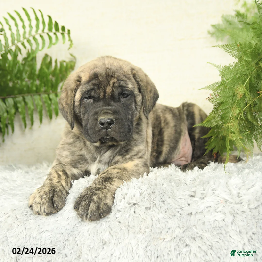 English Mastiff dogs for sale: Ace - Ad 3