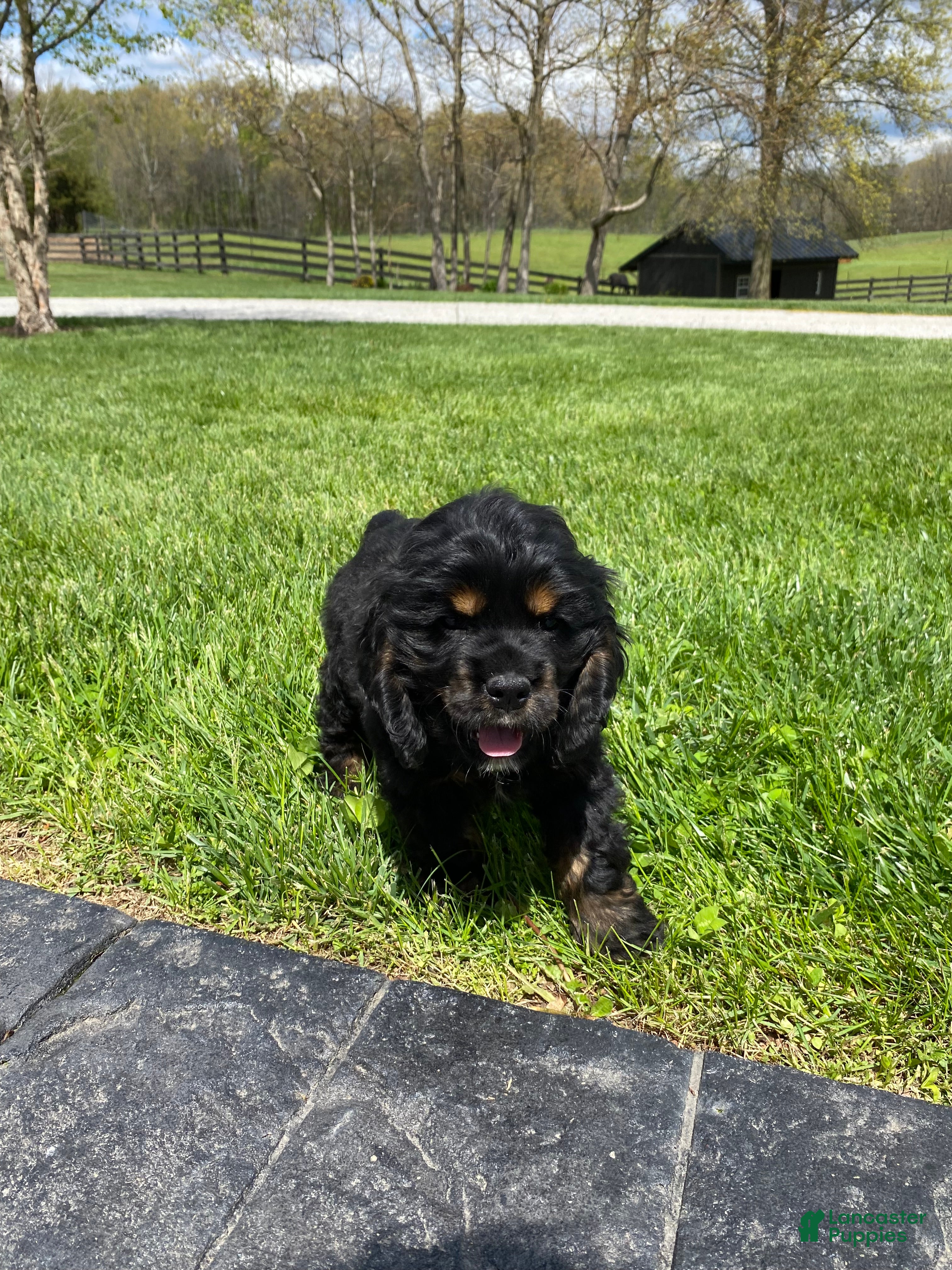 Cocker Spaniel dogs Gabe - Ad 2