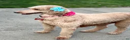 Standard Poodle dogs for sale: Lily (spayed) adult Standard Poodle - Ad 1