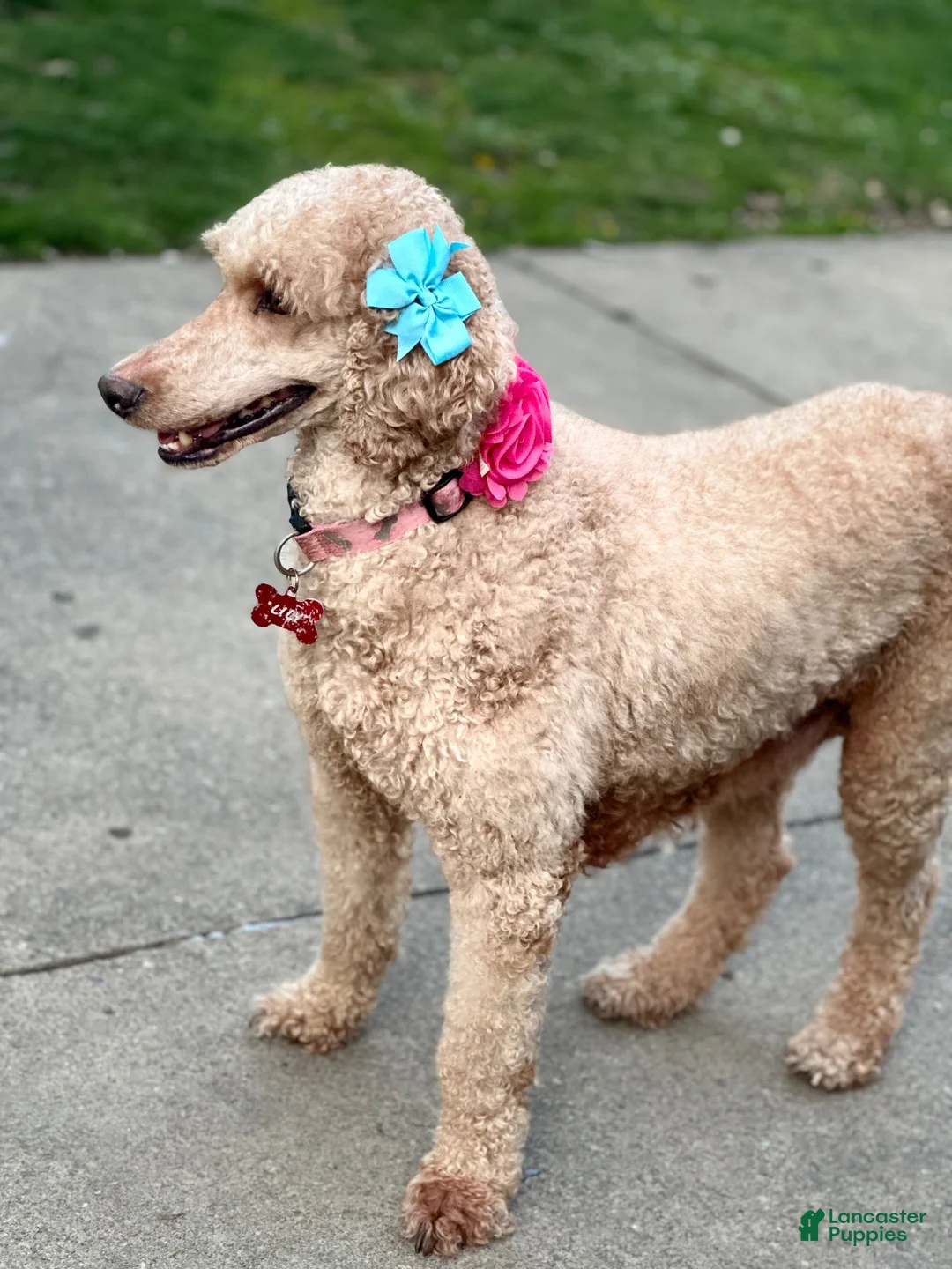 Standard Poodle dogs for sale: Lily (spayed) adult Standard Poodle - Ad 1