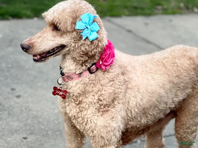 Standard Poodle dogs Lily (spayed) adult Standard Poodle - Ad 1