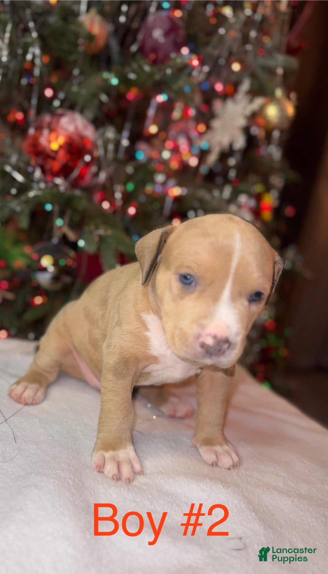 American Bully dogs for sale: American Bully Puppy 4 - Ad 2
