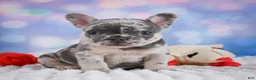 French Bulldog dogs for sale: Daisy - Ad 7