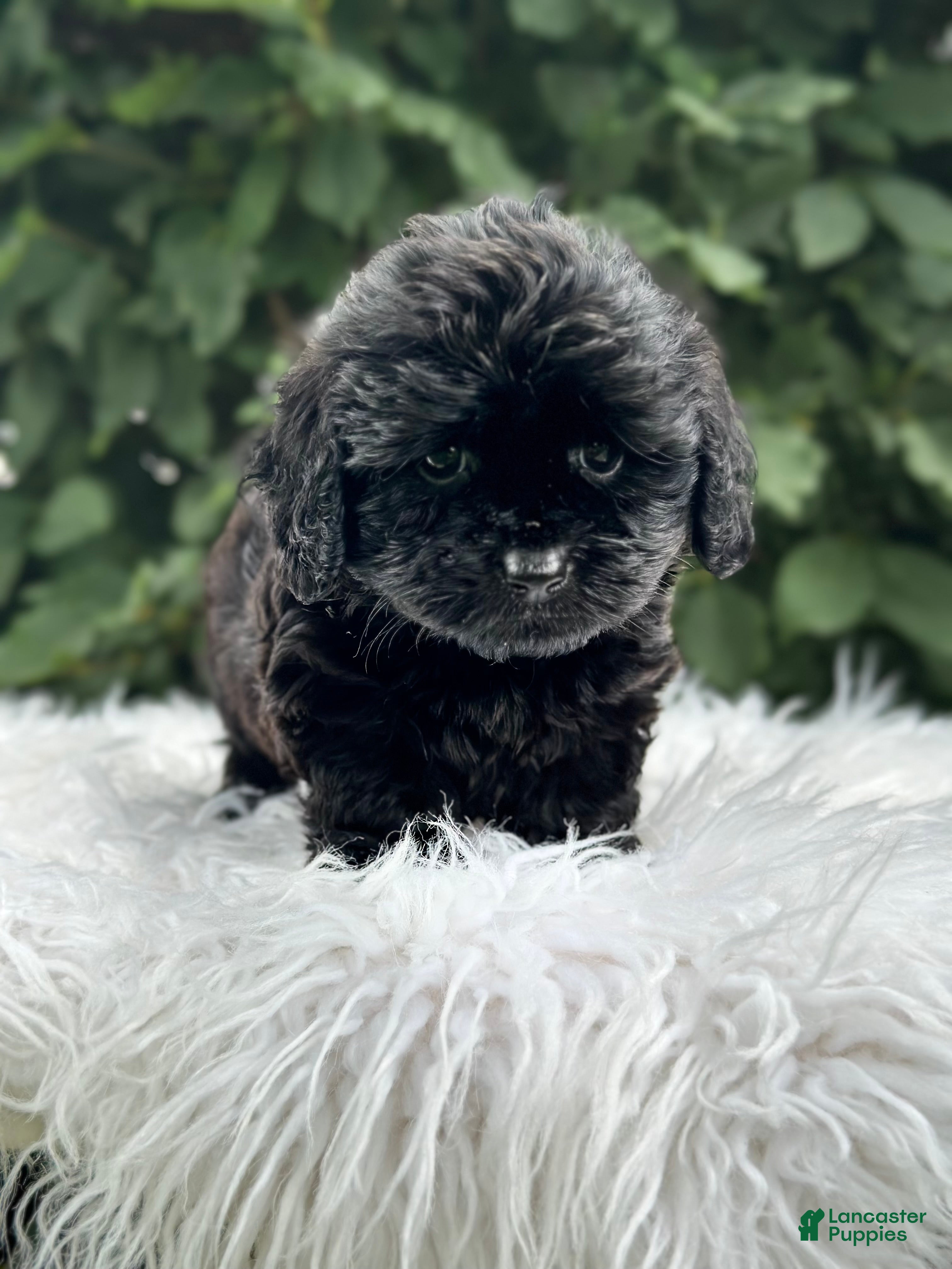 Doxiepoo dogs Louie - Ad 2