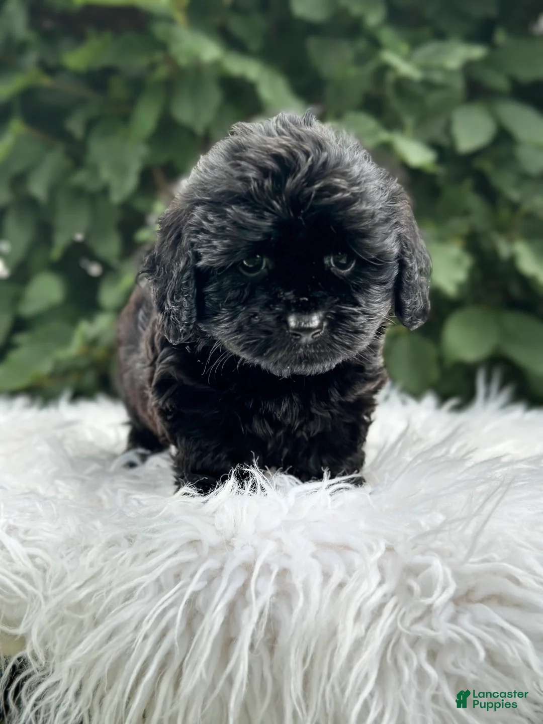 Doxiepoo dogs for sale: Louie - Ad 2