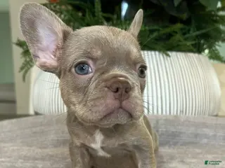 French Bulldog dogs Celine - Ad 42