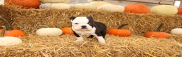 Boston Terrier dogs for sale: Albert - Ad 4