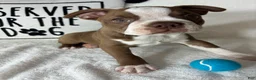 Boston Terrier dogs for sale: Ben - Ad 4