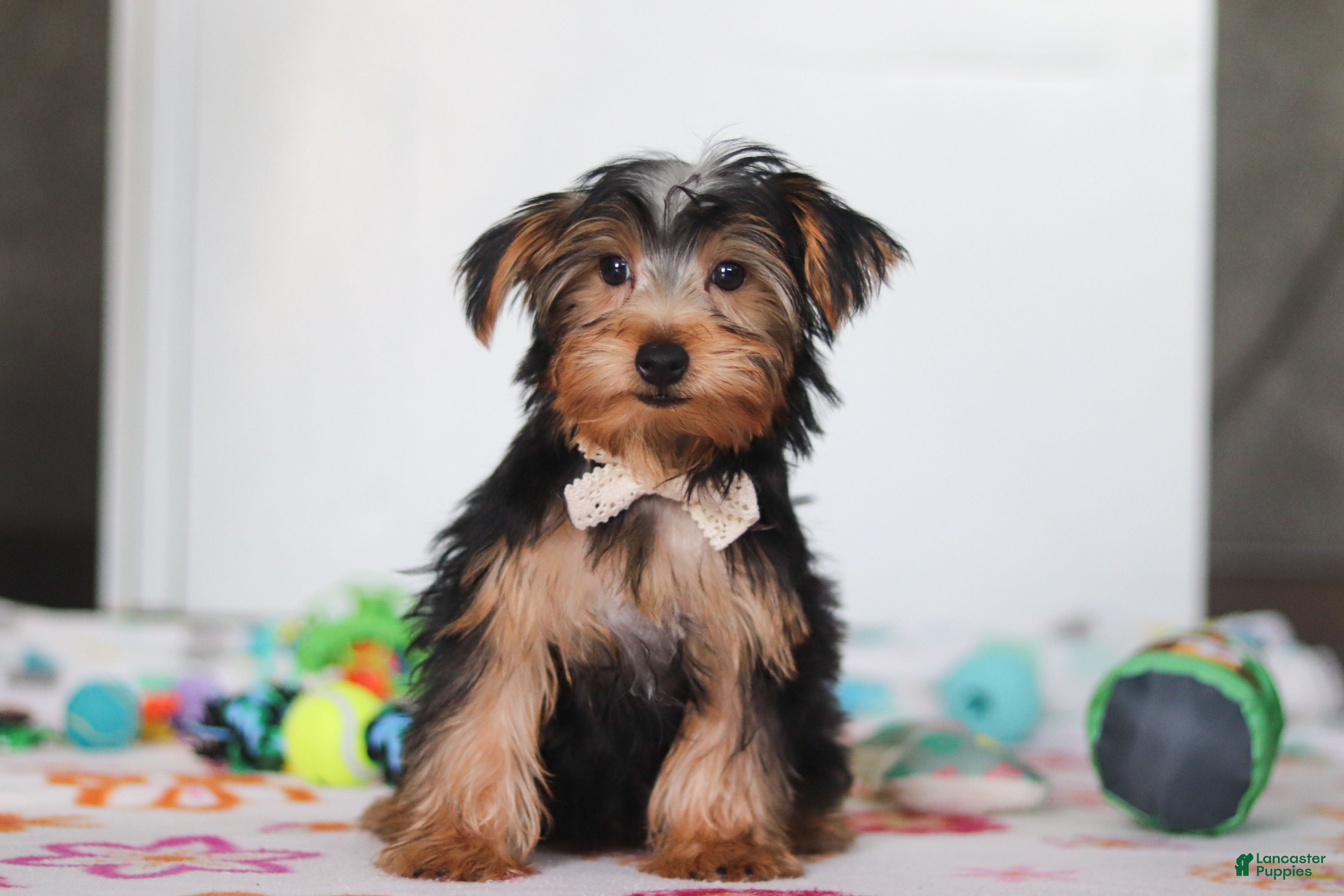 Yorkshire Terrier dogs Malcolm - Ad 2