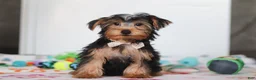 Yorkshire Terrier dogs for sale: Malcolm - Ad 2