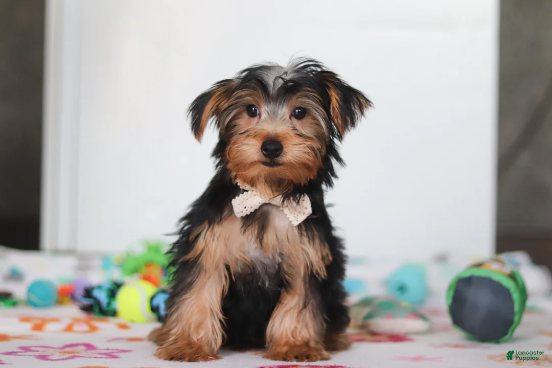 Yorkshire Terrier dogs for sale: Malcolm - Ad 2