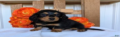 Miniature Dachshund Puppy 5