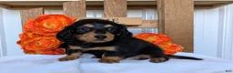 Miniature Dachshund dogs for sale: Miniature Dachshund Puppy 5 - Ad 1