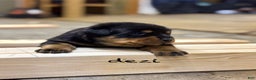 Rottweiler dogs for sale: Dezi (docked tail) - Ad 2