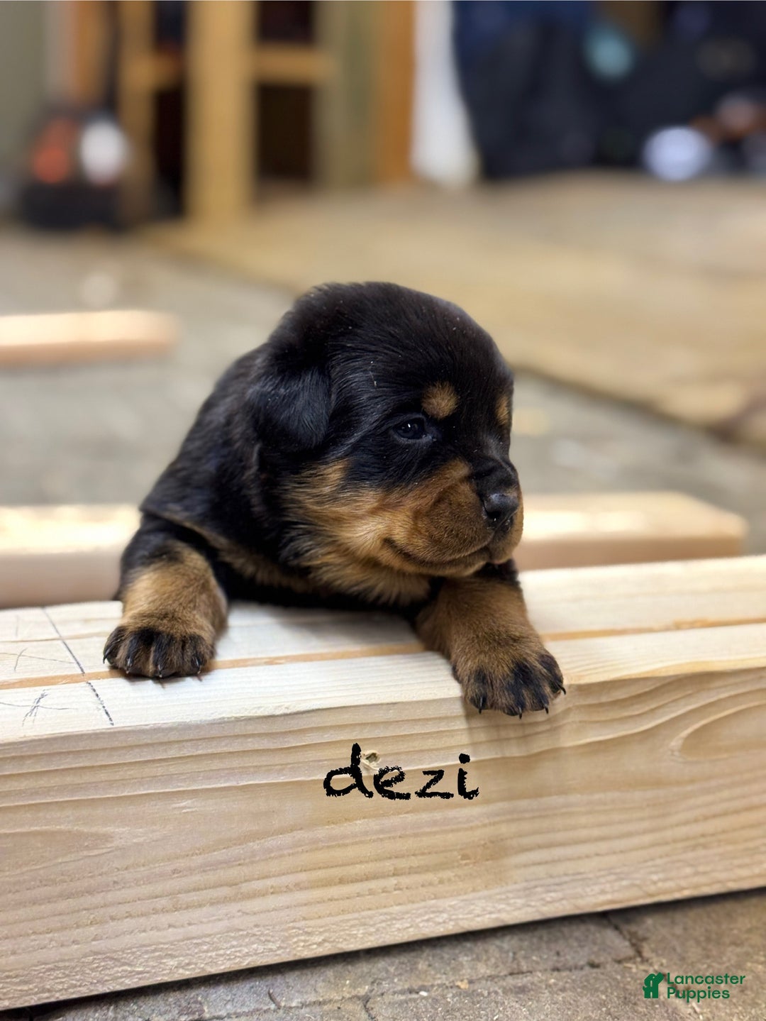 Rottweiler dogs for sale: Dezi (docked tail) - Ad 2