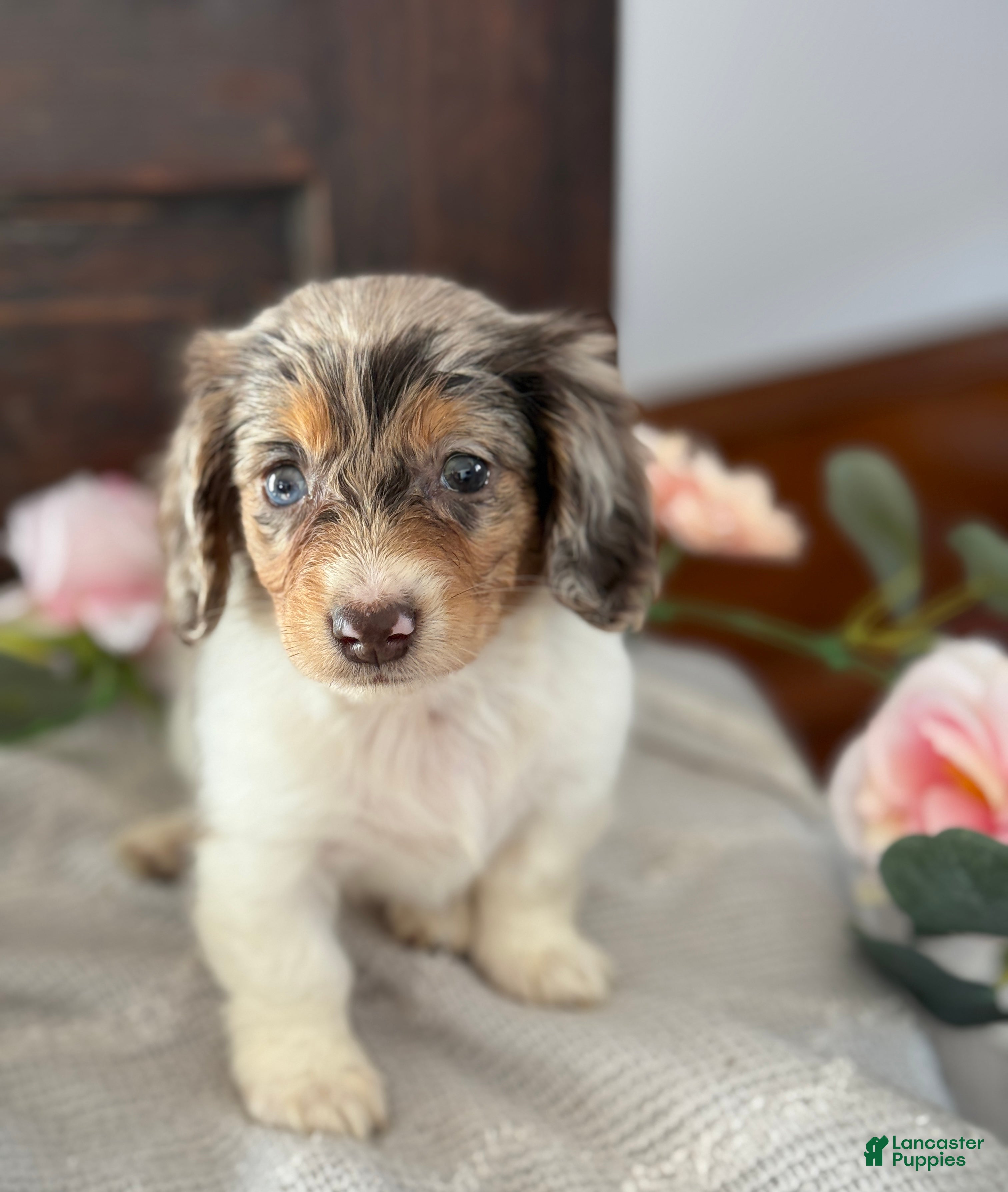 Miniature Dachshund dogs Mable - Ad 3